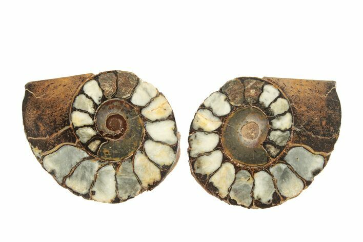 Sliced, Iron Replaced Fossil Ammonite - Morocco #269509